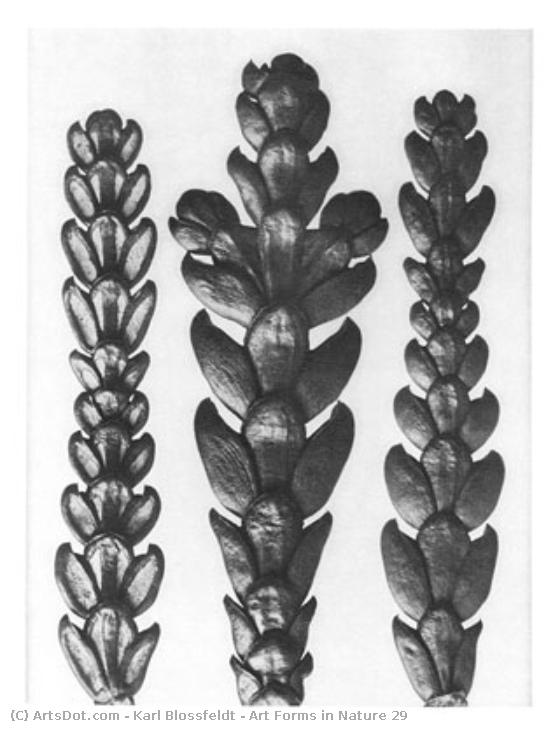 Art Forms In Nature 29 — Karl Blossfeldt