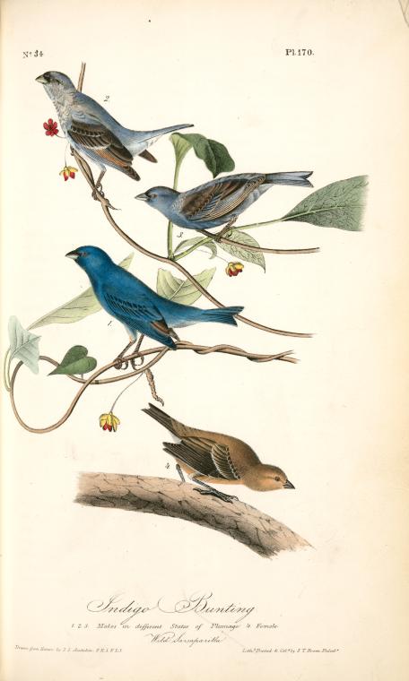 Indigo Bunting. 1.2. 3. Males In Different States Of Plumage. 4. Female. (wild Sarsaparilla. Schisandra Coccinea) — John James Audubon