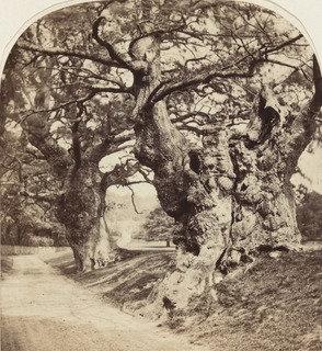 Cobham Park — Roger Fenton