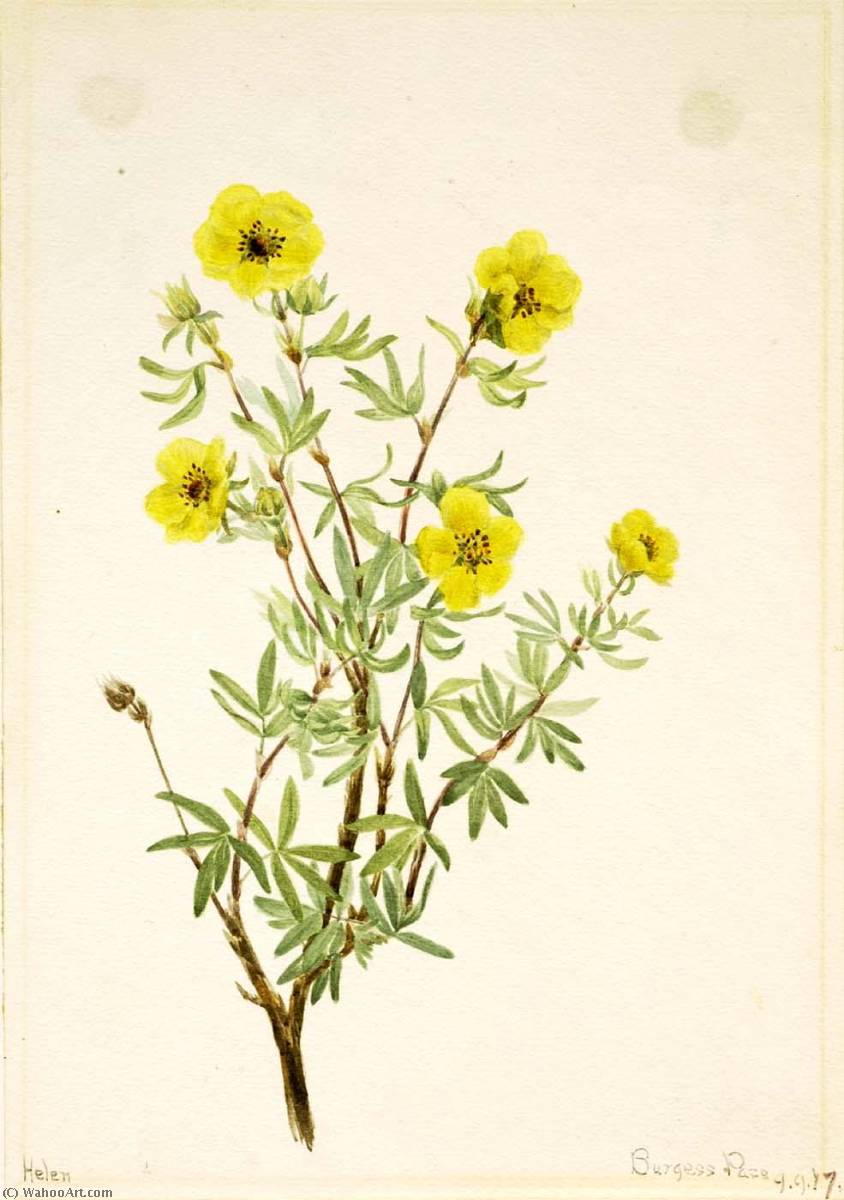 Bush Cinquefoil (potentilla Fruticosa) — Mary Vaux Walcott