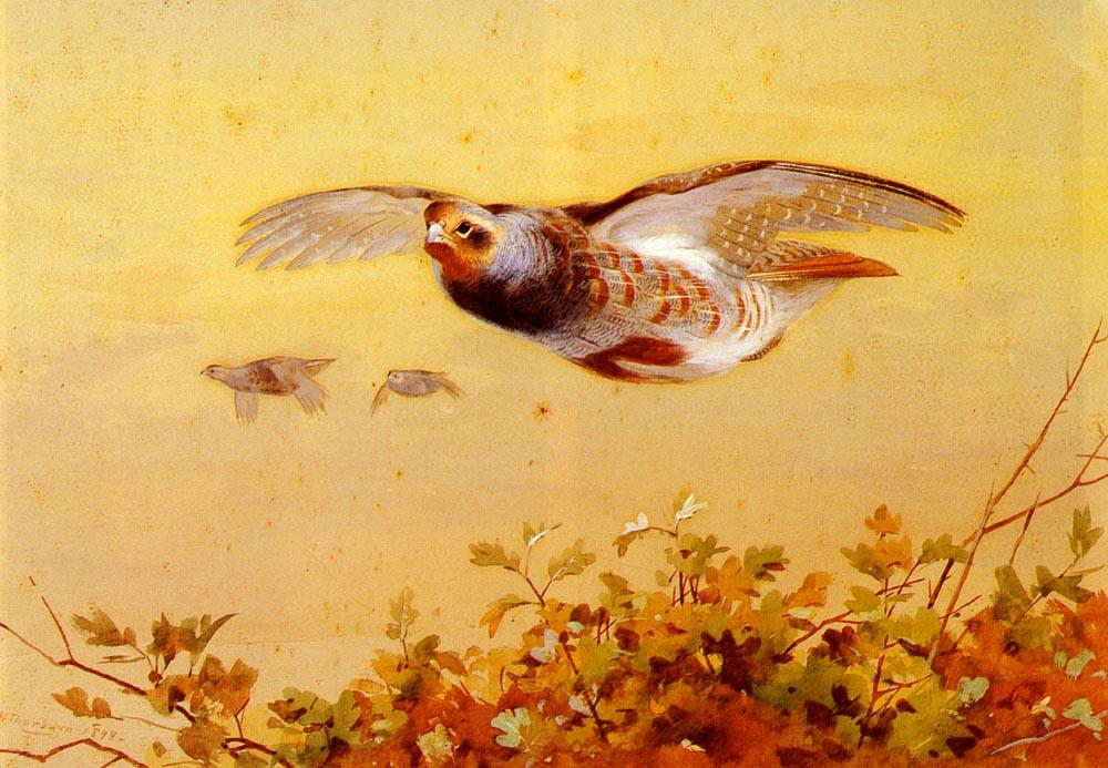 English Partridge In Flight — Archibald Thorburn
