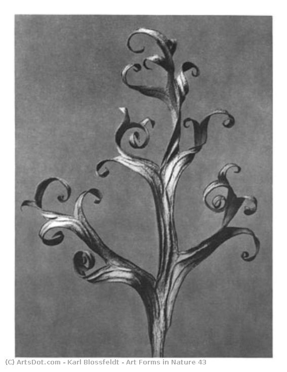 Art Forms In Nature 43 — Karl Blossfeldt
