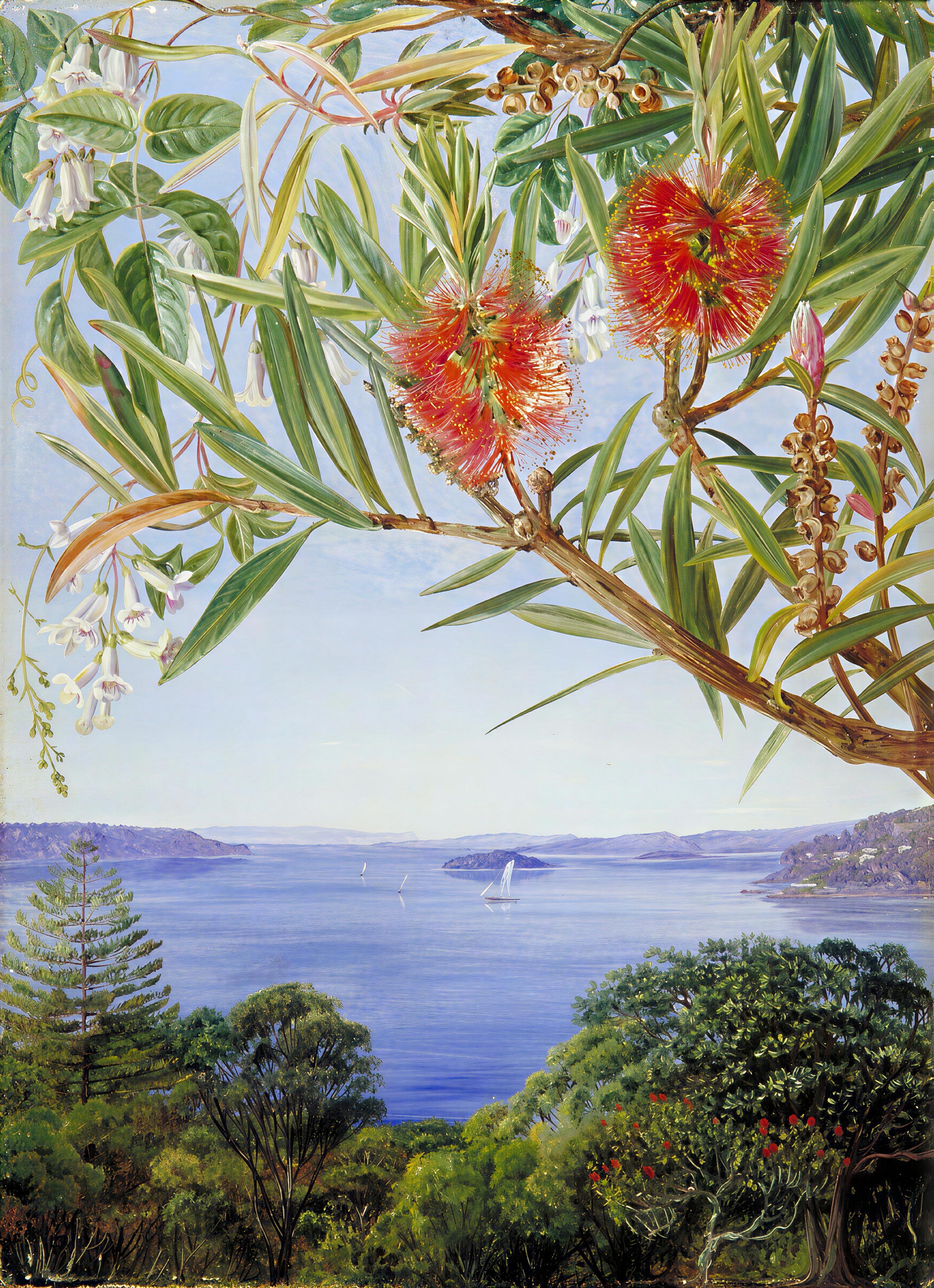 Zwei Australische Sträucher Mit Dem Sydney Harbour Darunter — Marianne North