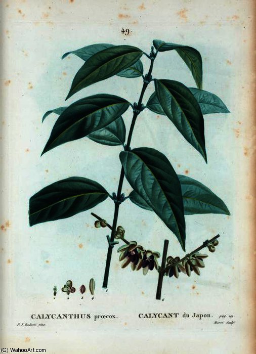 Chimonanthus Praecox — Pierre Joseph Redouté