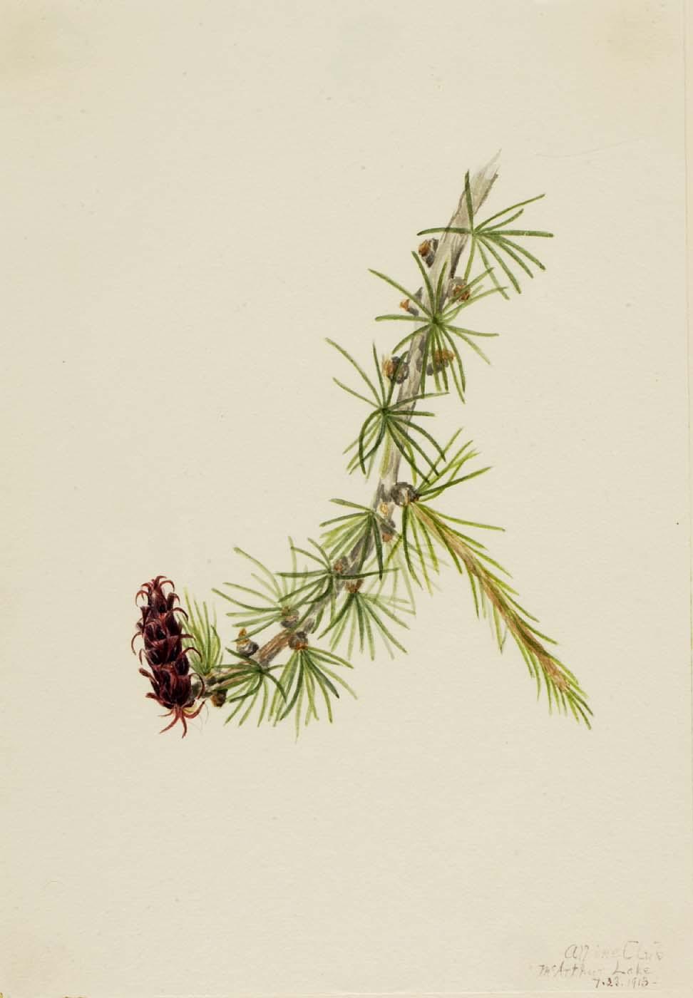 Lyall Larch (larix Lyallii) — Mary Vaux Walcott