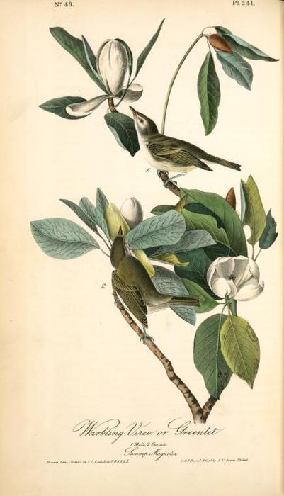 Warbling Vireo, Or Greenlet. 1. Male. 2. Female. (swamp Magnolia.) — John James Audubon