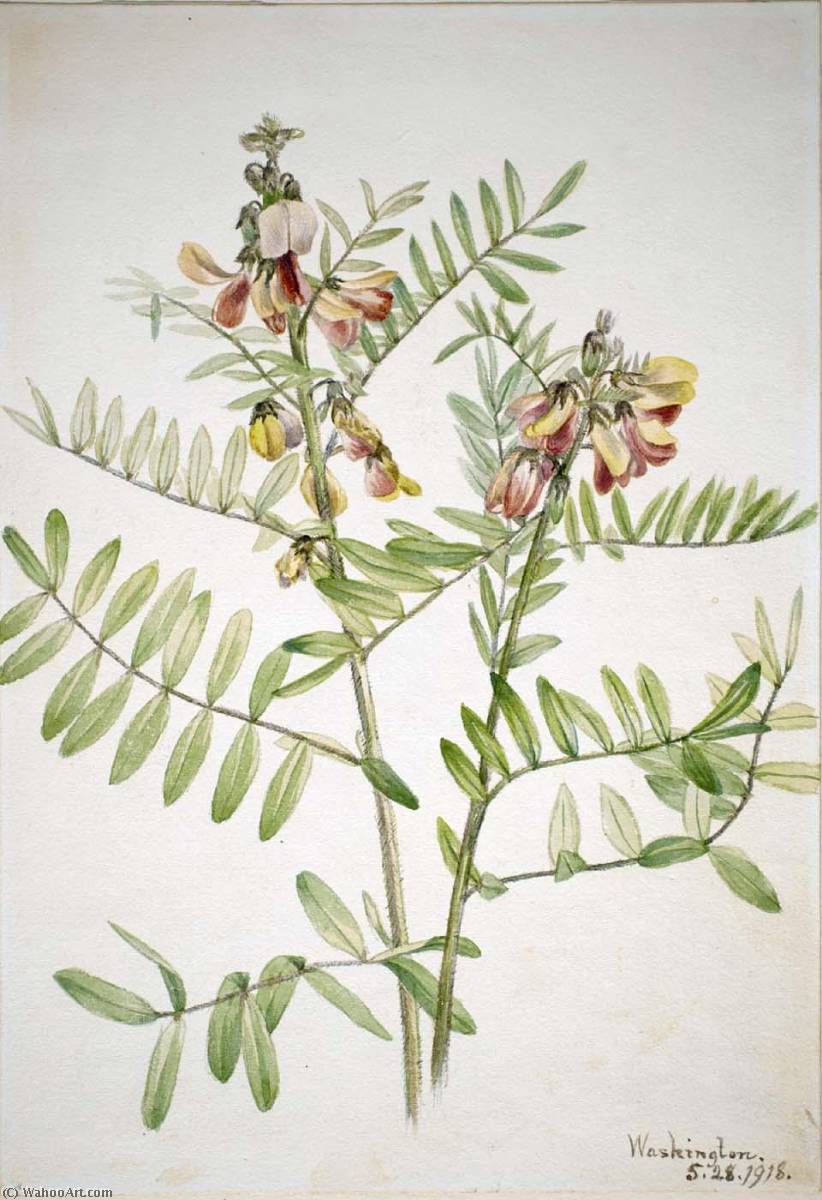 Rabbitbean (cracca Virginiana) — Mary Vaux Walcott
