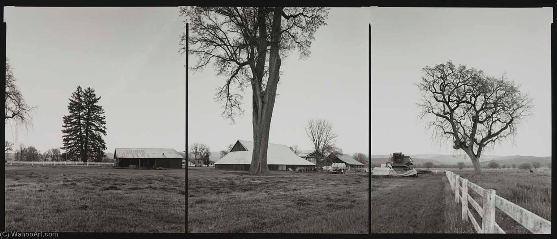 National Champion Valley Oak, California, 1994 — Barbara Bosworth
