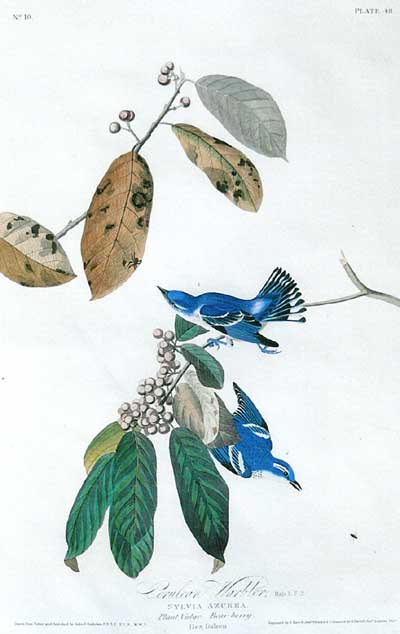 Cerulean Warblers — John James Audubon