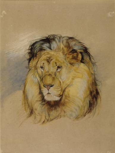 Head Of A Lion 2 — John Frederick Lewis