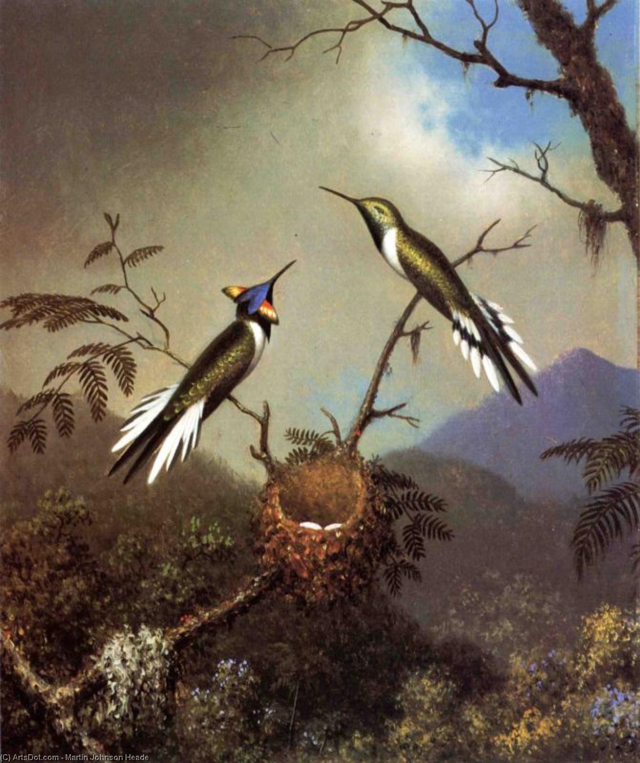 Hummingbirds At Their Nest - Sun Gems — Martin Johnson Heade