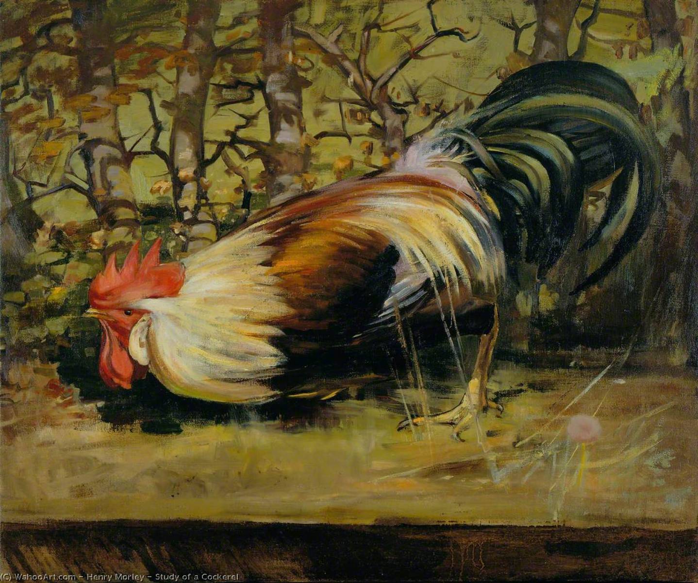 Study Of A Cockerel — Henry Morley
