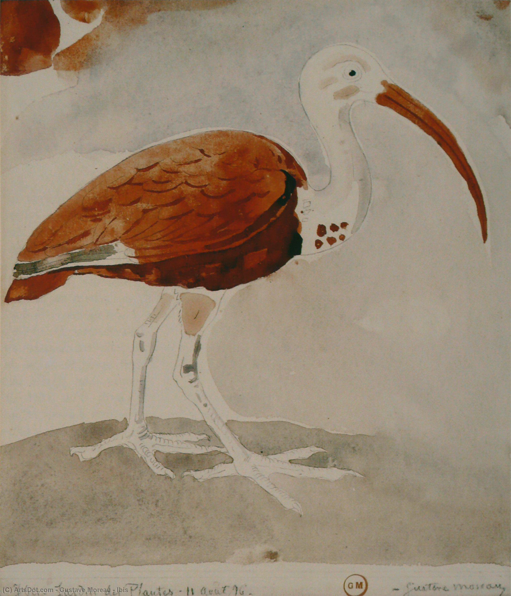 Ibis — Густав Море Ау