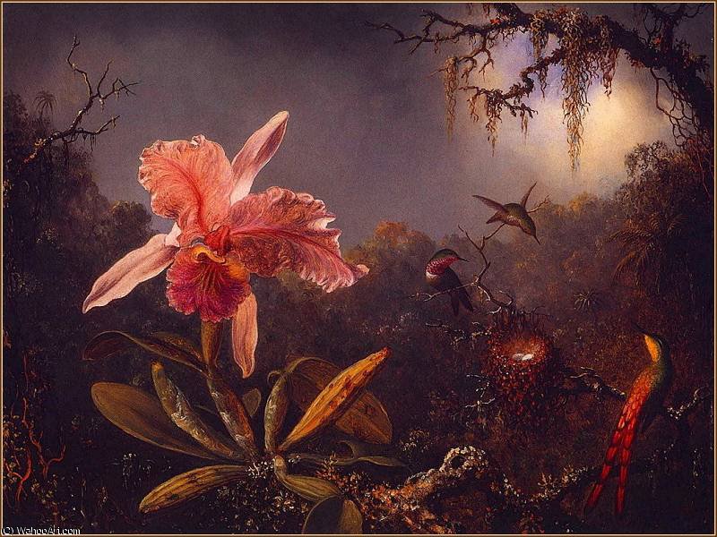 Cattleya Orchid^ Three Brazilian Hummingbirds — Martin Johnson Heade