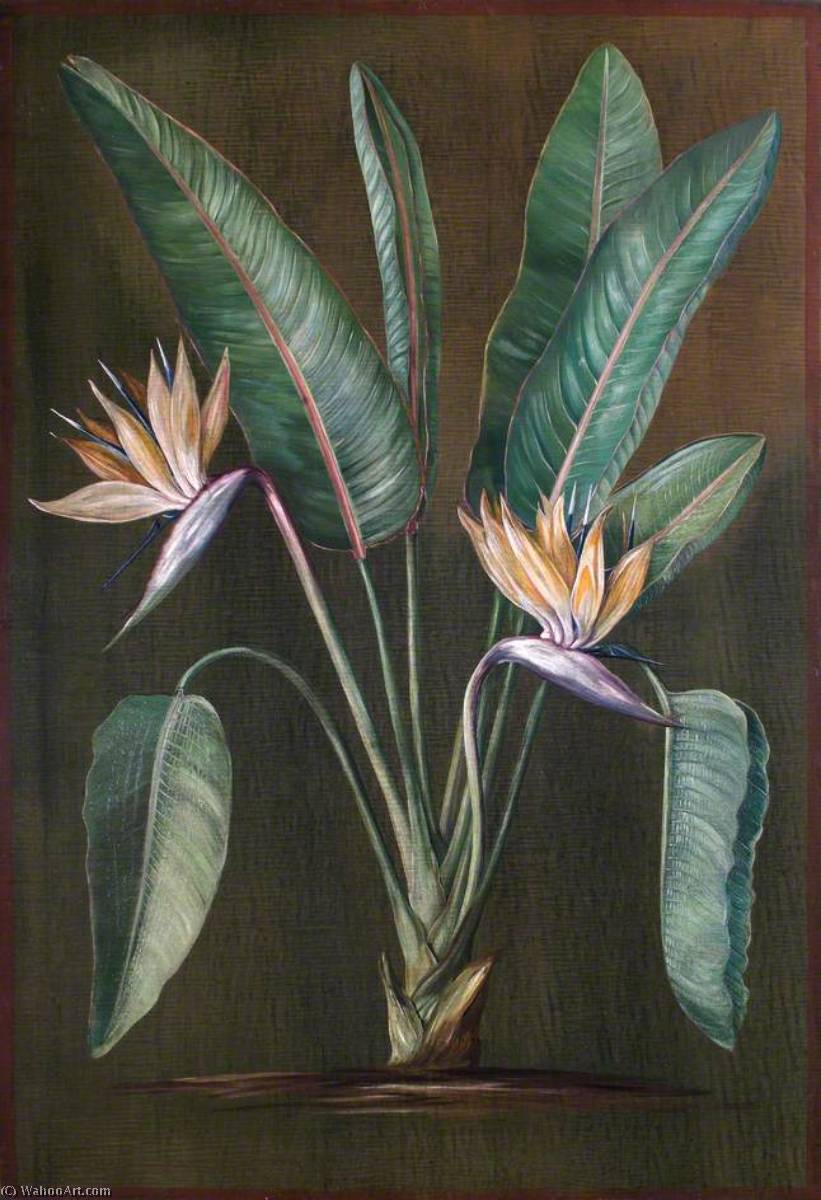 Strelitzia, Eine Südafrikanische Pflanze — Marianne North