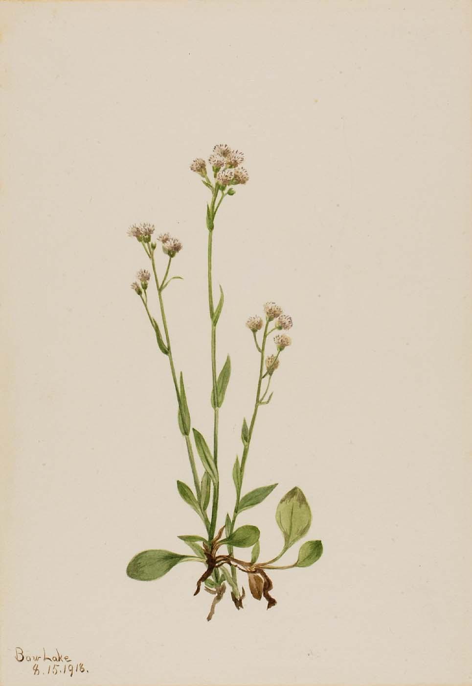 Pussy Toes (antennaria Racemosa) — Mary Vaux Walcott
