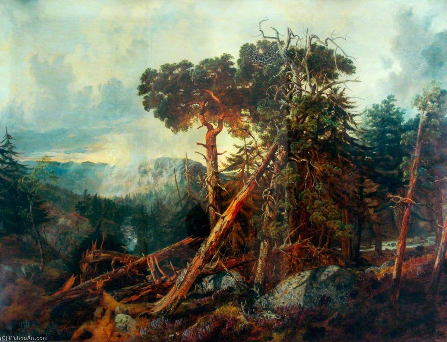 Pine Forest, Aberdeenshire — John Wright Oakes