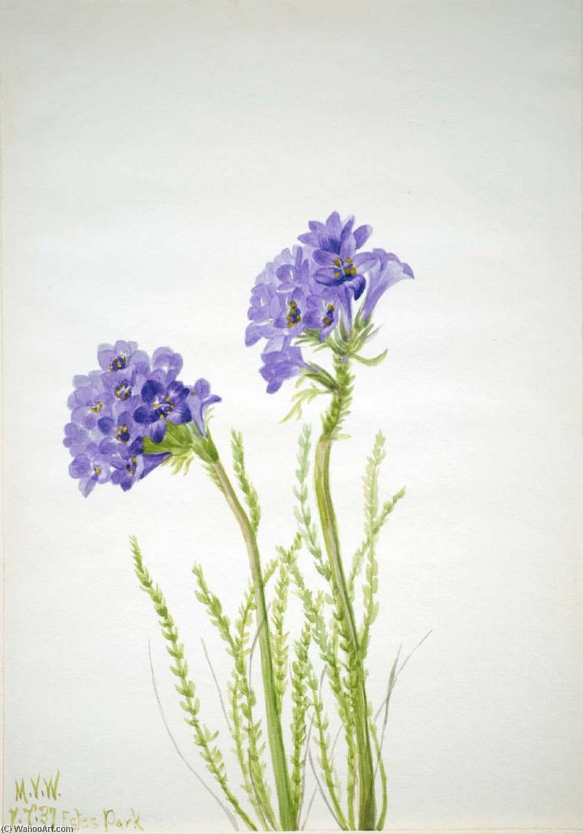 Jacob's Ladder (polemonium Viscosum) — Mary Vaux Walcott