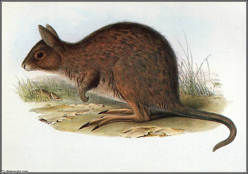 Eastern Hare - Wallaby — Иоанн Гуль