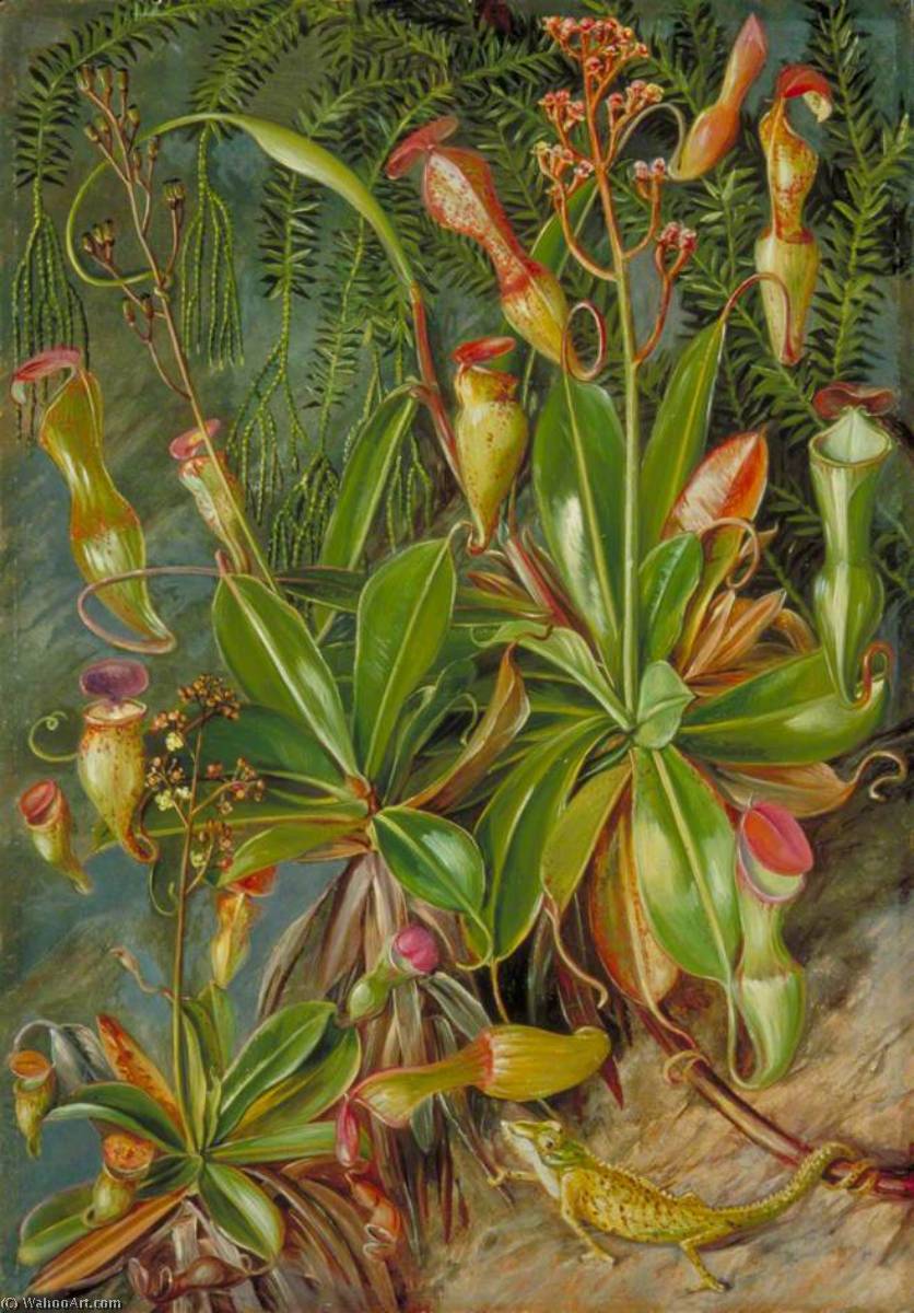 The Seychelles Pitcher Plant In Blossom And Chamaeleon — Marijana Nort