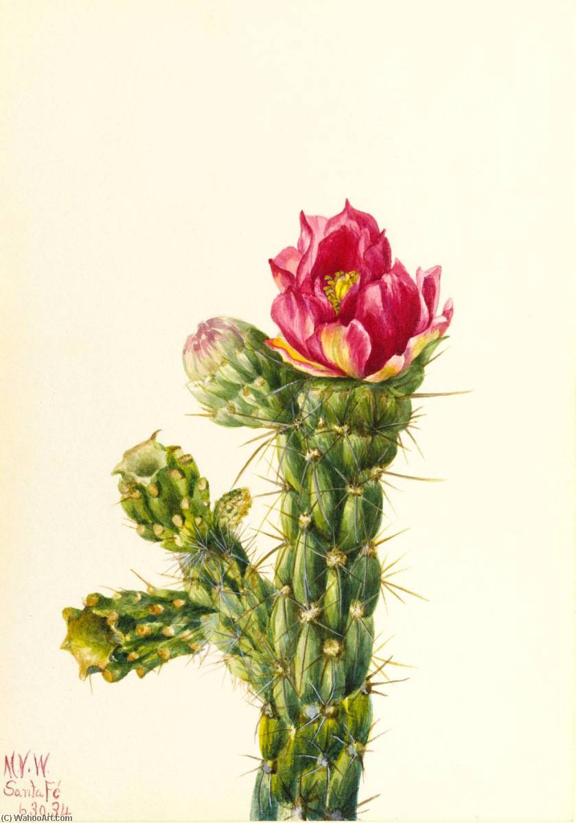 Walkingstick Cholla (opuntia Imbricata) — Mary Vaux Walcott