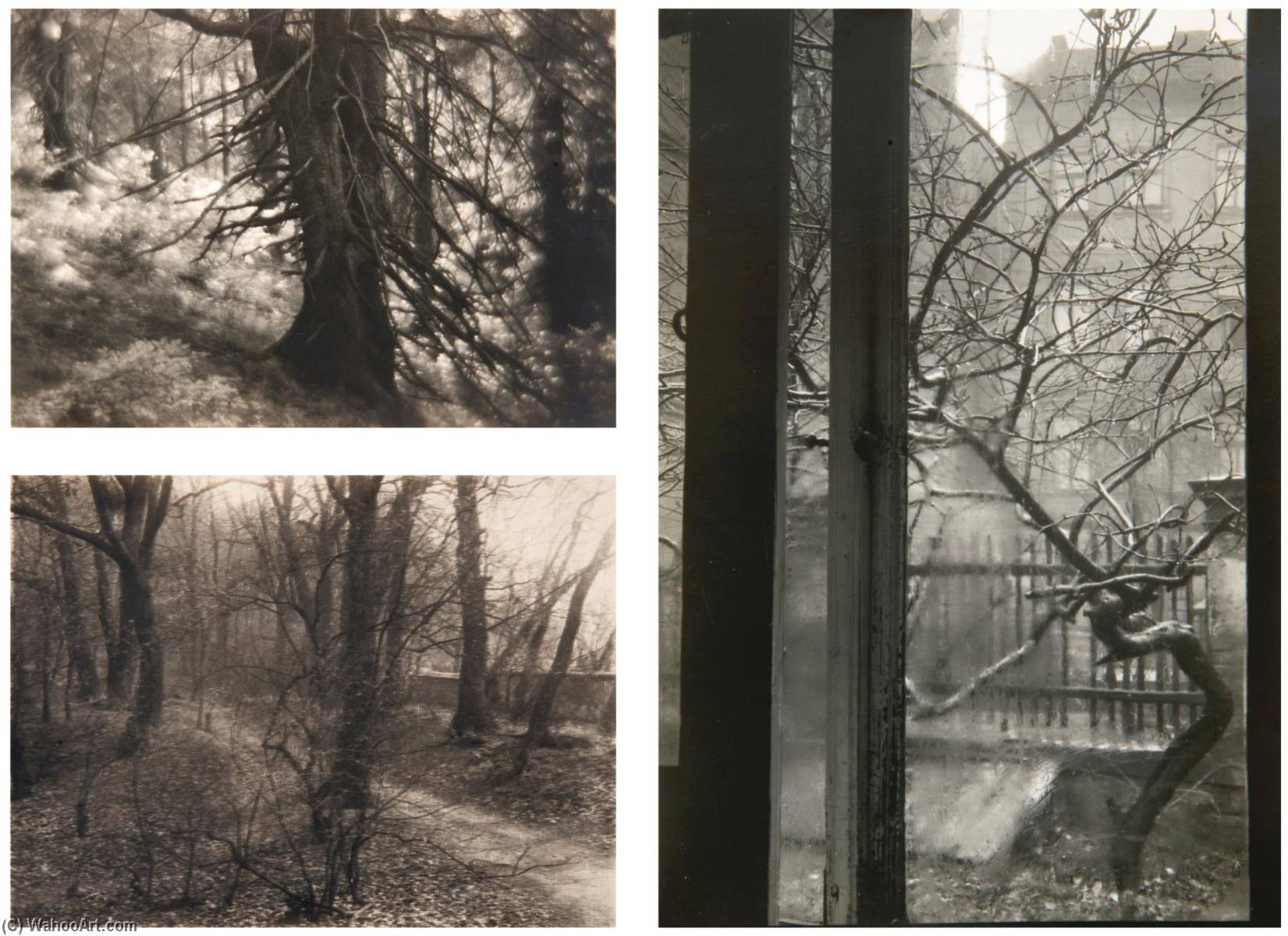 Beskyd Virgin Forest (i) Window Of My Studio (ii) And Beech Trees (iii) — Josef Sudek