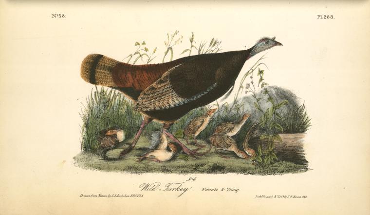 Wild Turkey. Female ^ Young — John James Audubon