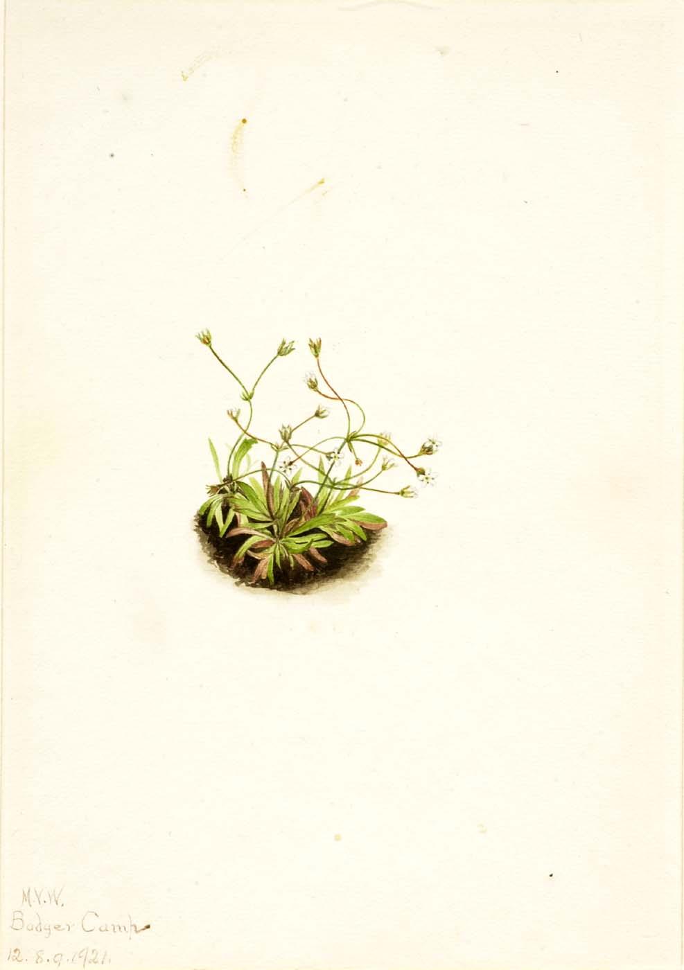 Pygmy Androsace (androsace Subumbellata) — Mary Vaux Walcott