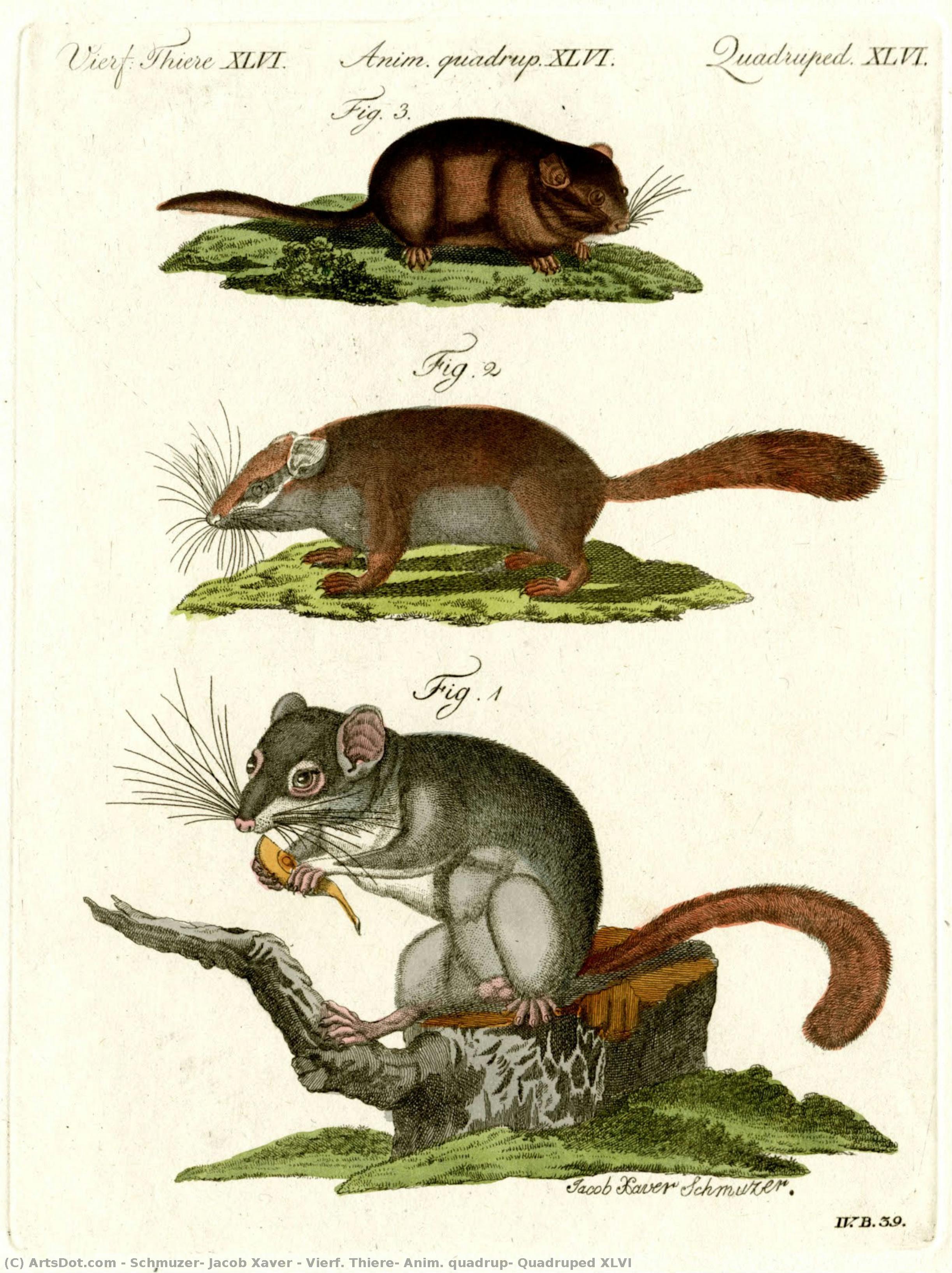 Vierf. Thiere, Anim. Quadrup, Quadruped Xlvi — Jacob Xaver Schmuzer