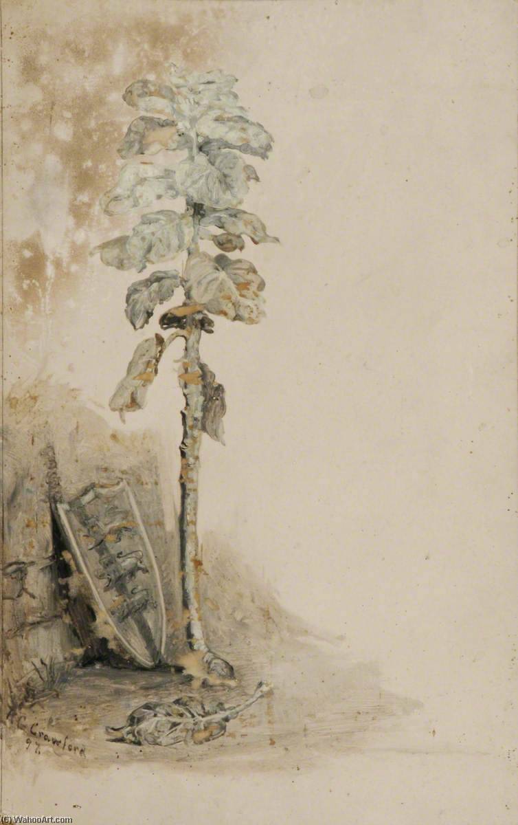 A Cabbage Stalk — Richard Goldie Crawford