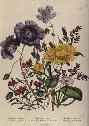 Calandrinia — Jane Loudon