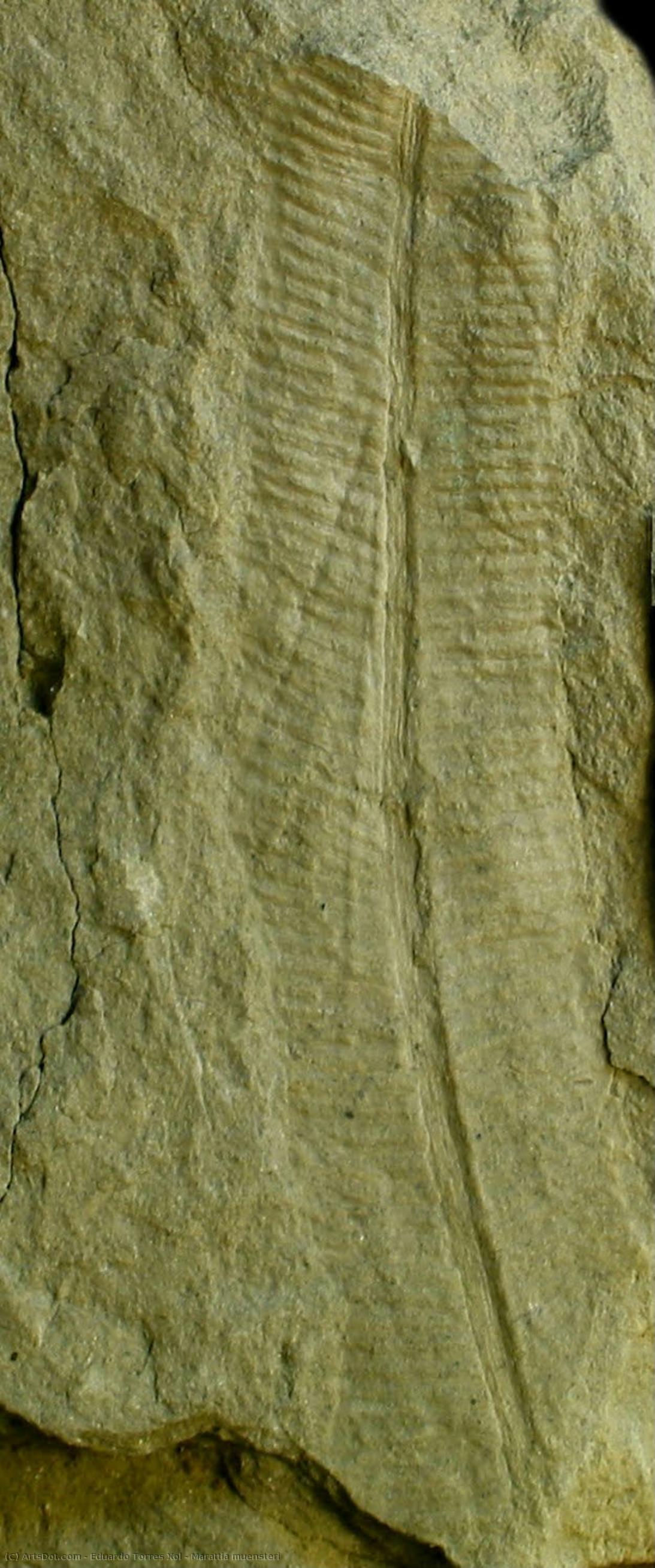 Marattia Muensteri — Eduardo Torres Xol