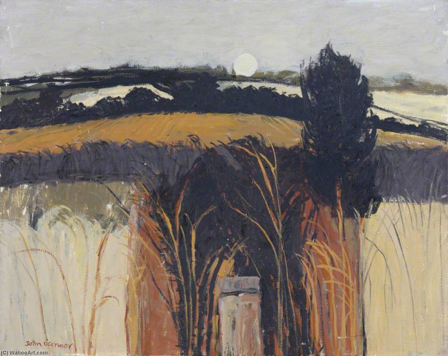 Orange Field — John Scorror O'connor