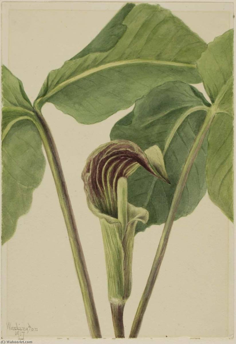 Jack In The Pulpit (arisaema Triphyllum) — Mary Vaux Walcott