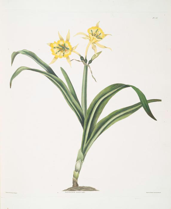 Pancratium Amancaes — Robert Havell
