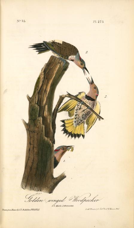 Golden-winged Woodpecker. 1. Male. 2. Females — John James Audubon