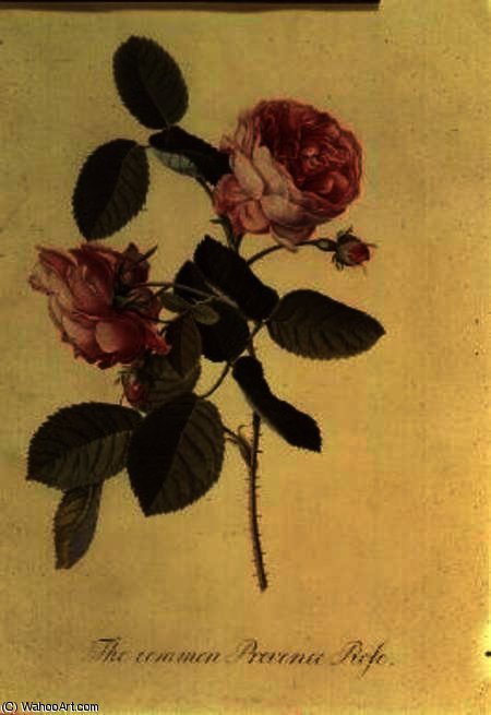 The Common Provence Rose — Георг Дёнизиус Эхрет