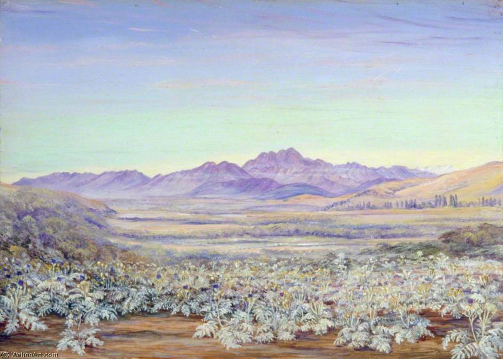 Blick Auf Den Bell Mountain Von Quillota, Chile, Mit Besiedelten Disteln Im Vordergrund — Marianne North