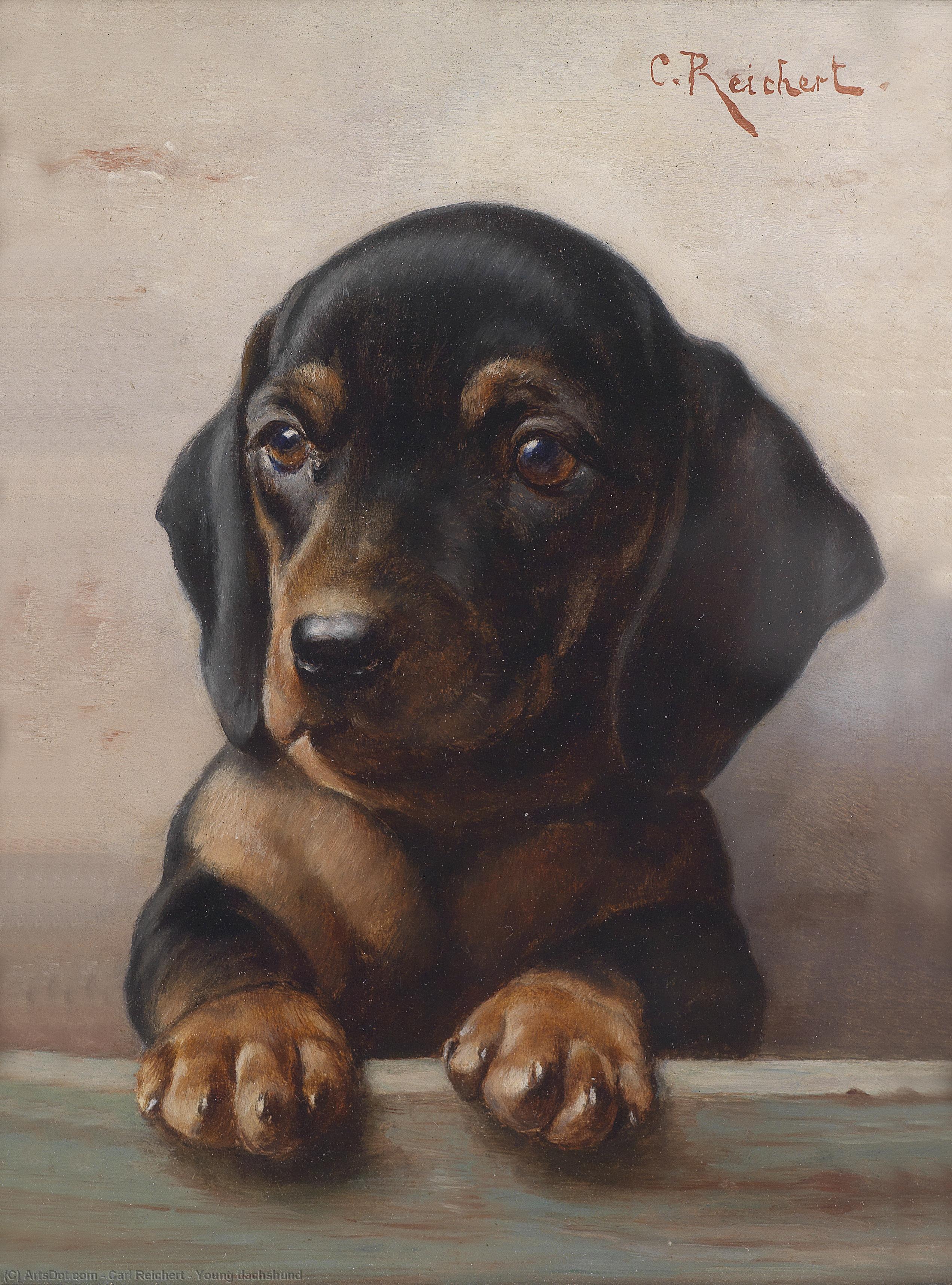 Young Dachshund — Carl Reichert