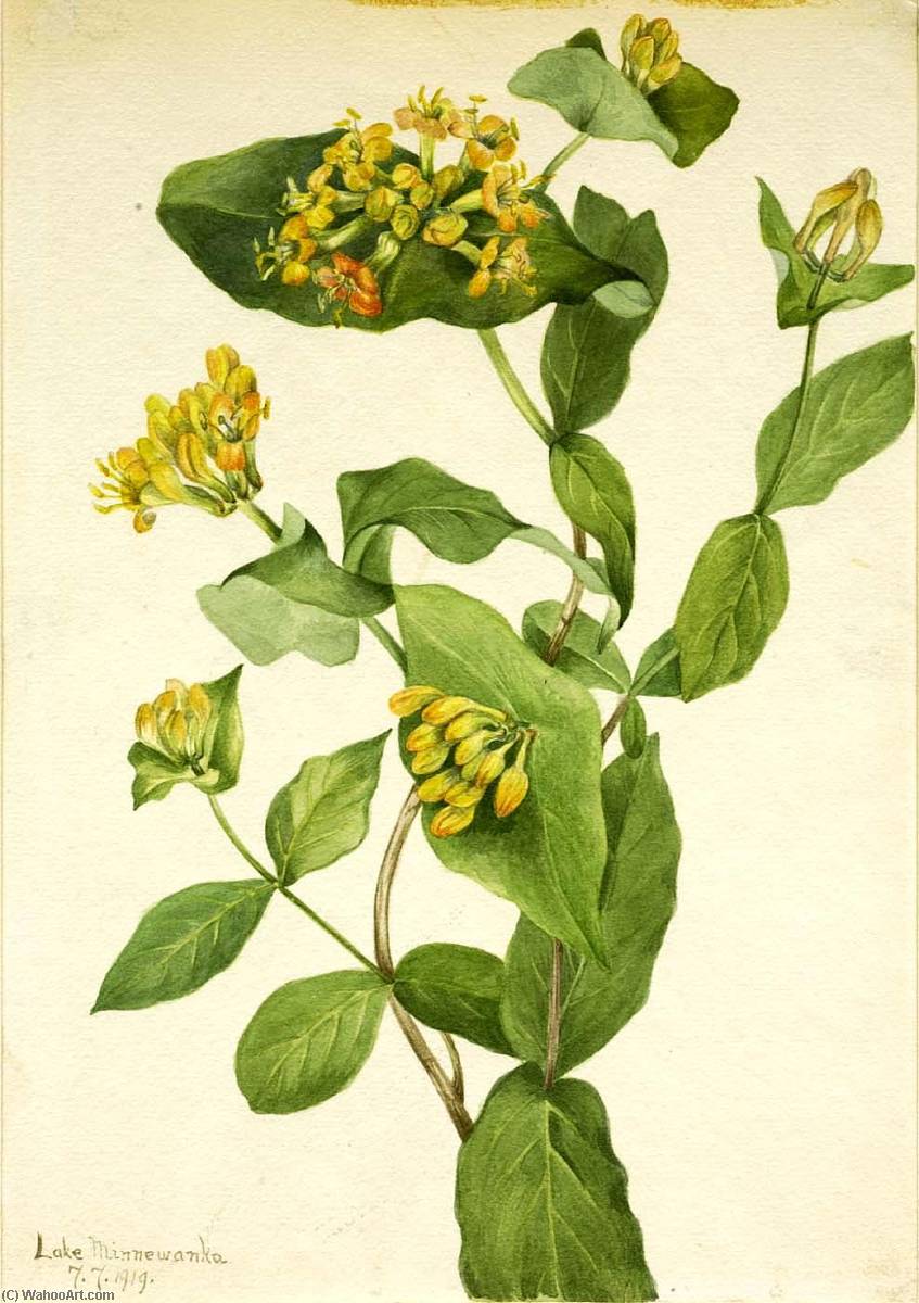 Douglas Honeysuckle (lonicera Glaucescens) — Mary Morris Vaux Walcott