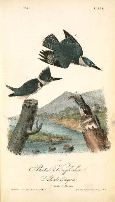 Belted Kingfisher. 1. Male. 2. Female — John James Audubon