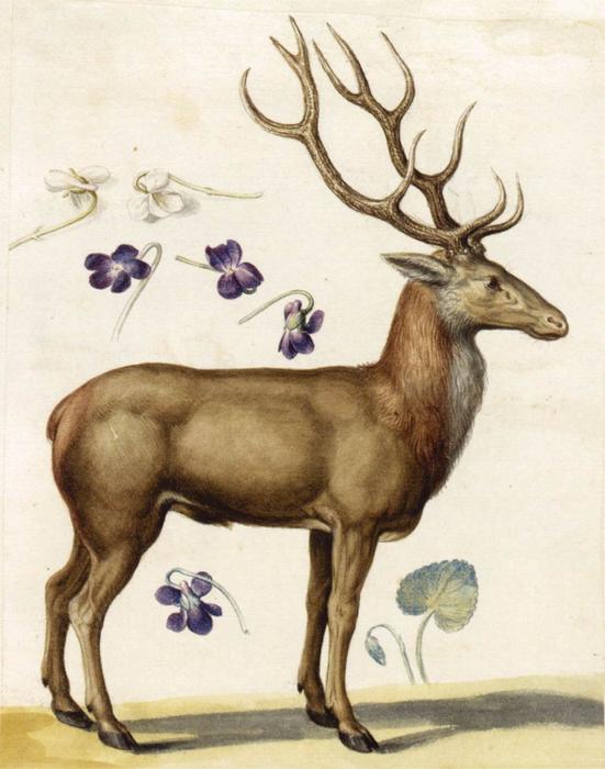 Nature Studies — Ђузепе Арчимболдо