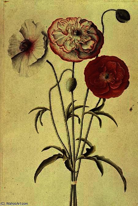 Corn (papaver Rhoeas — Georg Dionysius Ehret
