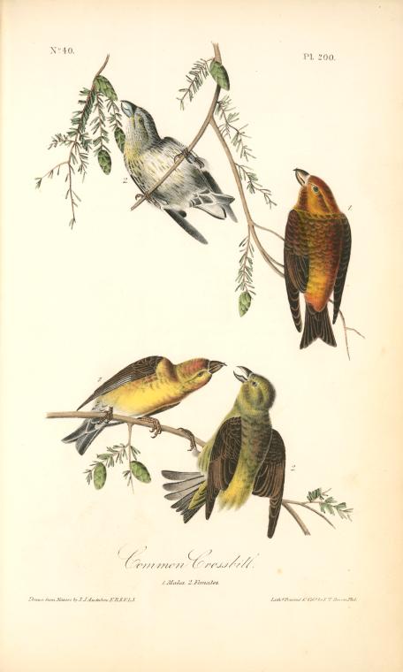 Common Crossbill. 1. Males. 2. Females. — John James Audubon