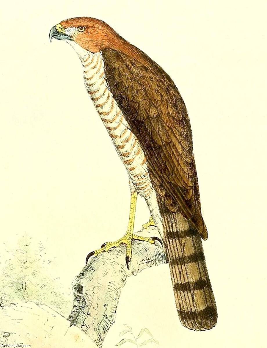 Untitled (aqtgn8) — John Gerrard Keulemans