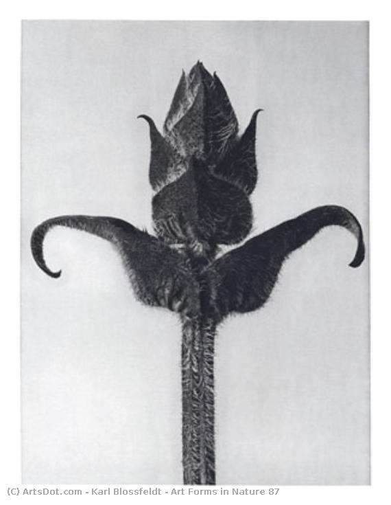Art Forms In Nature 87 — Karl Blossfeldt