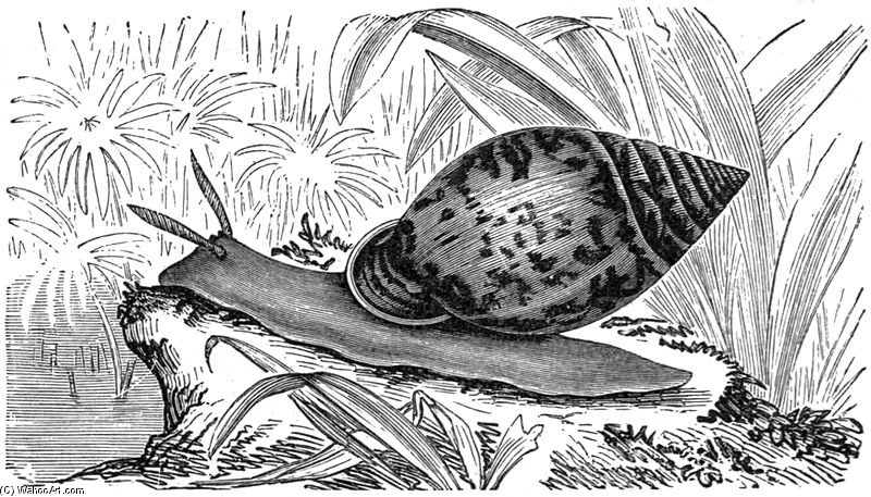 Engraving Of Pythia Scarabaeus — Friedrich Wilhelm Kuhnert