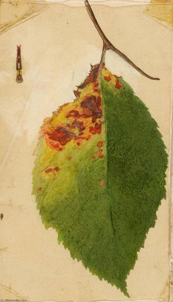 Crumpled And Withered Leaf Edge Mimicking Caterpillar, Study For Book Concealing Coloration In The Animal Kingdom — Emma Beach Thayer