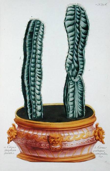 Cereus Quadrangularis And Cereus Quinque Angularis, From 'phytanthoza Iconographia — Georg Dionysius Ehret