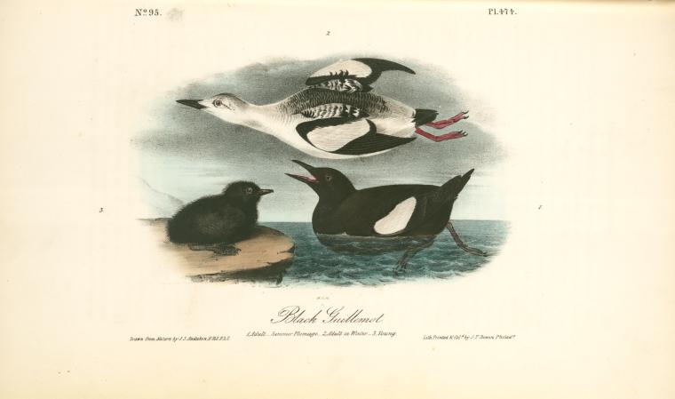 Black Guillemot. 1. Adult. - Summer Plumage. 2. Adult In Winter. 3.young — John James Audubon